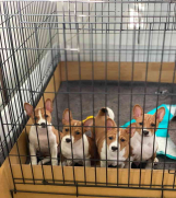SrbijaOglasi - BASENJI štenci, na prodaju 