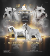 SrbijaOglasi - Beli ŠNAUCER – vrhunski štenci 