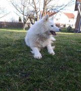 POKLANJAM čistokrvnu ženku SAMOJEDA  