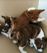 SrbijaOglasi - BASENJI STENCI  Kvalitet za  internacionalne izložbe 