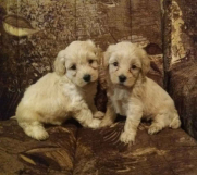 maltipoo, stenci