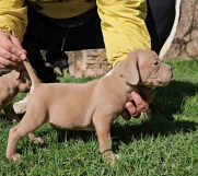 American bully exotic stenci u lilac boji 