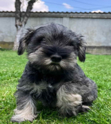 Patuljasti Šnaucer Miniature Schnauzer  