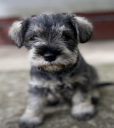 SrbijaOglasi - Patuljasti Šnaucer Miniature Schnauzer 