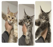 Maine Coon / Mejn Kun mačići  