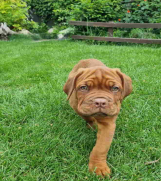 BORDOŠKA DOGA  prodaju se štenci  