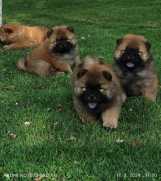 SrbijaOglasi - Chow Chow Cau Cau stenci mesec ipo stari 