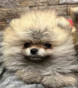 POMERANCI 