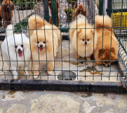 Dostupno pet zenki cistokrvnih POMERANACA 