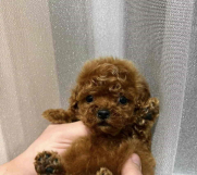 Dostupne bebe toy i mini pudle 