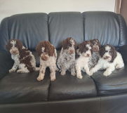 Na prodaju novo leglo LAGOTTO ROMANGOLO 