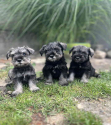 Patuljasti Šnaucer Miniature Schnauzer 