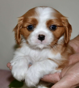 CAVALIER KING CHARLES  spaniel štenci 