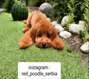 Toy PUDLE crvene 