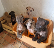 SrbijaOglasi - Prodaju se štenci  PIT BUl  XL, Blu merle   