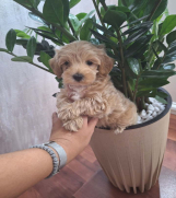 Prelepi štenci Maltipoo spremni su za preuzimanje. 