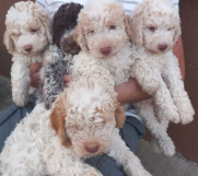 Lagotto romagnolo stenci. 