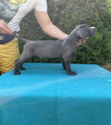 SrbijaOglasi - Štenci CANE CORSA,   stari 2 meseca 