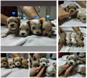 Maltipoo stenci  