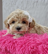 SrbijaOglasi - Preslatke bebice MALTIPOO spremni za preuzimanje 