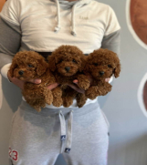 Najlepse bebe teddy bear toy pudle 