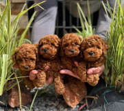 Najlepse bebe teddy bear toy pudle u Pom_Hash_Stars 