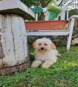 Goldendoodle dvije zenke  