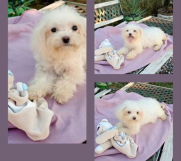 Bichon Bolognese 3 zenska štenca 