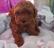 Najlepse bebe teddy bear toy pudle 