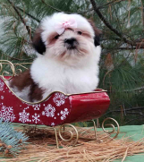 SHIH TZU žensko štene  