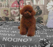 Malene, prelepe,  teddy bear toyudle  
