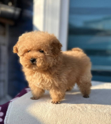 Toy PUDLA  