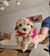 Preslatke bebice MALTIPOO  