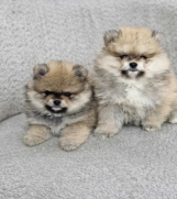 BOO teddy bear POMERANCI  