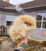 Prelepi POMERANCI  