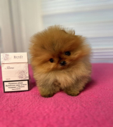 BOO - pomeranci  