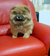 Na prodaju kučići chow chow 