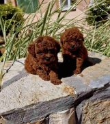 Teddy bear toy PUDLE – malene, prelepe  