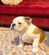 Engleski BULDOG zenkica  