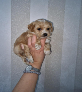 Prodajem preslatke stence maltipoo 