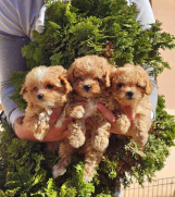 Preslatki maleni MALTIPOO stenci