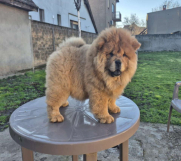 Na prodaju stene Chow Chow staro tri meseca 