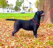 SrbijaOglasi - Na prodaju ženka LABRADORA, šampionskog porekla 