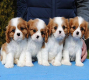 SrbijaOglasi - Dostupni štenci Cavalier King Charles spanijela 