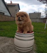 Na prodaju stene Chow Chow prelepog izgleda 