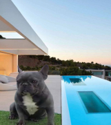 Parenje Blue Micro Extreme Gorilla  French Buldog-Kinez???????? 