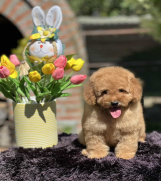 SrbijaOglasi - Aprikot toy PUDLA stene, sa svom dokumentacijom 