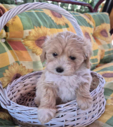 SrbijaOglasi - Dostupni za preuzimanje MALTIPOO   