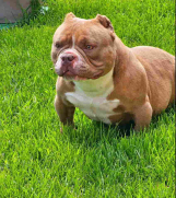 American Bully pocket i egzotic u lilac i coko boji 