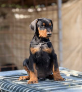 SrbijaOglasi - Prodaju se prelepi štenci dobermana, rodjeni 02.07.2025.